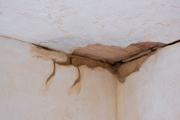 Best Carpet water damage restoration  in Holly, MI