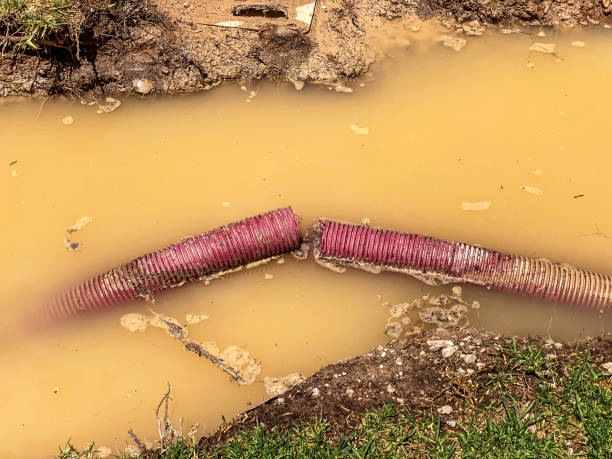Best Water damage mitigation services  in Holly, MI