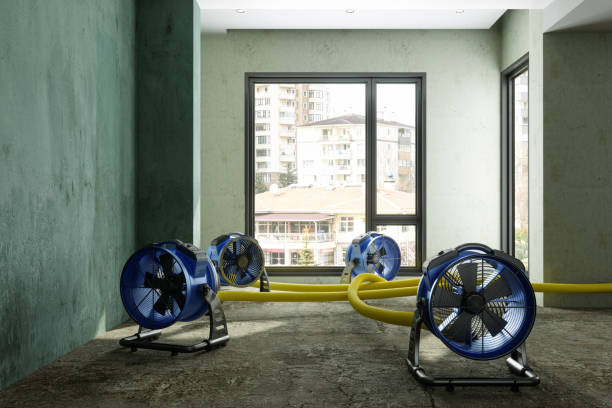 Best Basement water damage restoration  in Holly, MI